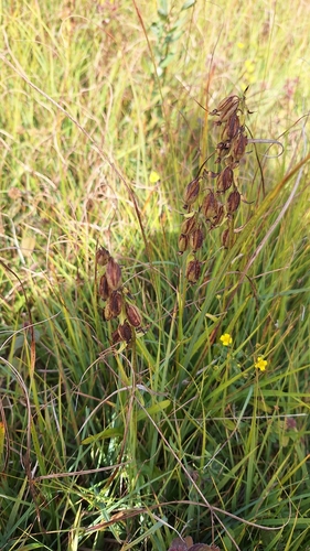 Marsh Helleborine
