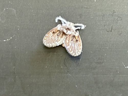 Bathroom Moth Fly