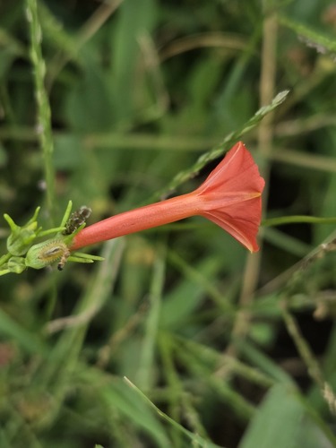 Ipomoea cristulata