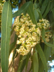 Eucalyptus youmanii