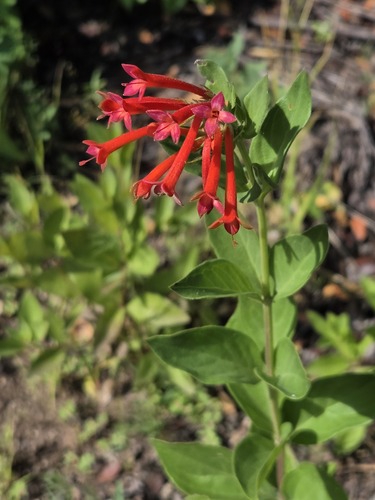 Bouvardia ternifolia