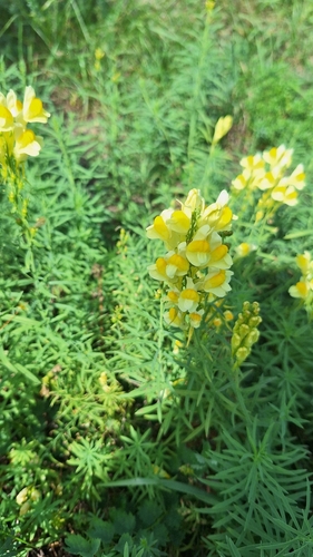 common toadflax