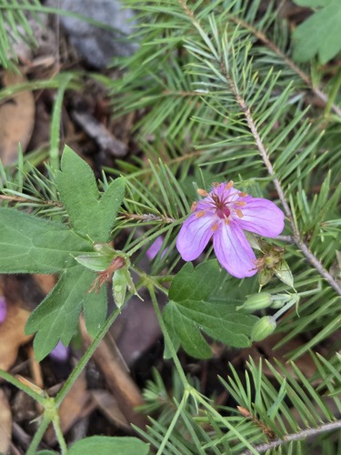 Geranium caespitosum, photograph 6