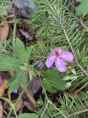 Geranium caespitosum, photograph (c) John Thomlinson, some rights reserved (CC BY)