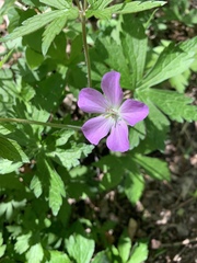 Geranium maculatum