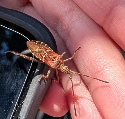 Western Conifer Seed Bug