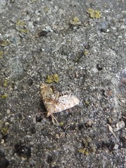 Petrophila confusalis