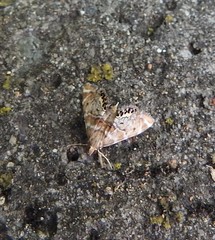 Petrophila confusalis