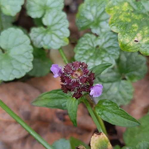 common selfheal