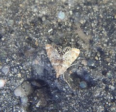 Petrophila confusalis