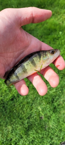 Yellow Perch