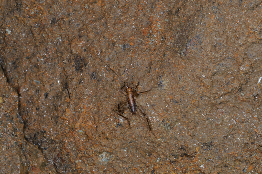 Italoptila