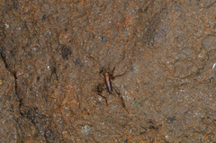 Petaloptila andreinii