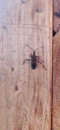 Western Conifer Seed Bug