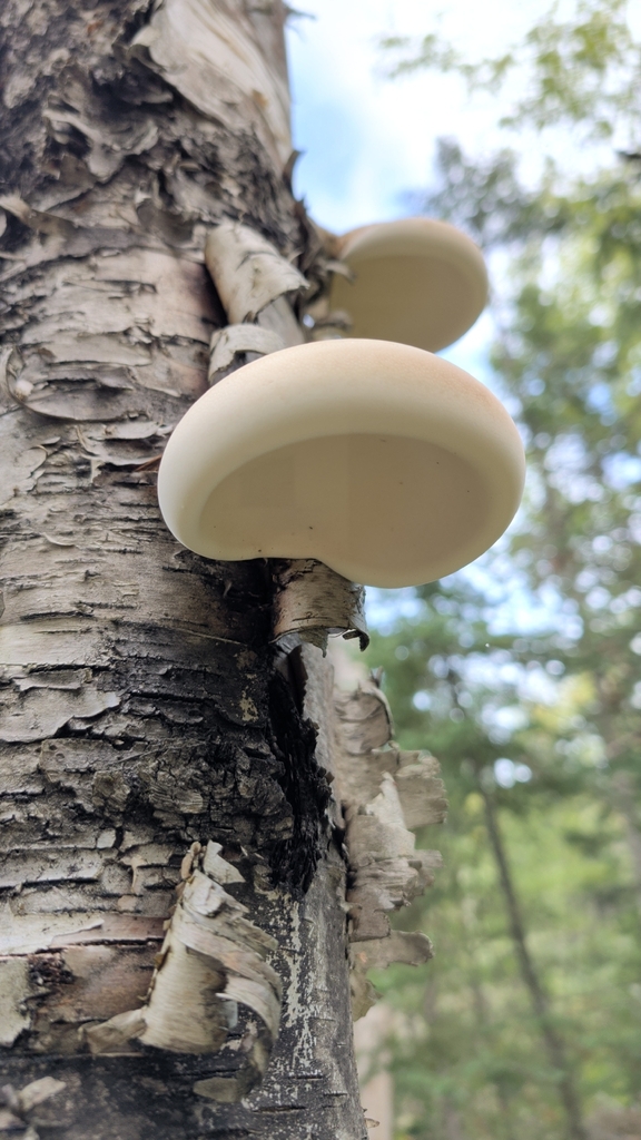 birch polypore · September 2026 · photo: Photo: (c) Dave Bishop, some rights reserved (CC BY) · iNaturalist