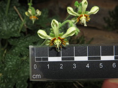 Blumenbachia prietea