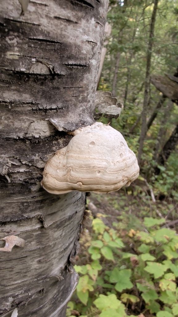 Tinder Polypore · September 2026 · photo: Photo: (c) Dave Bishop, some rights reserved (CC BY) · iNaturalist