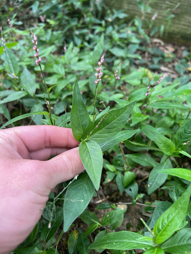 low smartweed