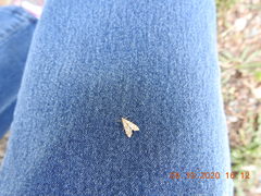 Petrophila confusalis