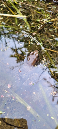 Green Frog