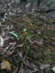 Pterostylis clivosa