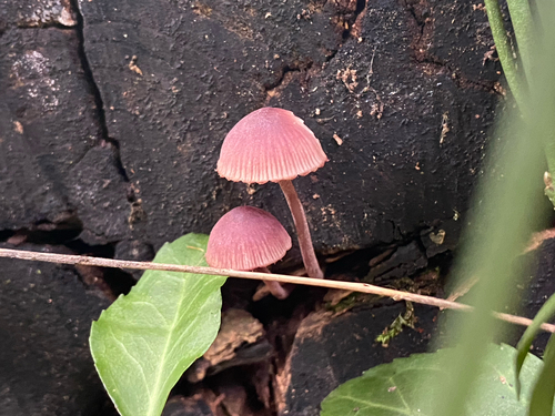 Bleeding Fairy Helmet