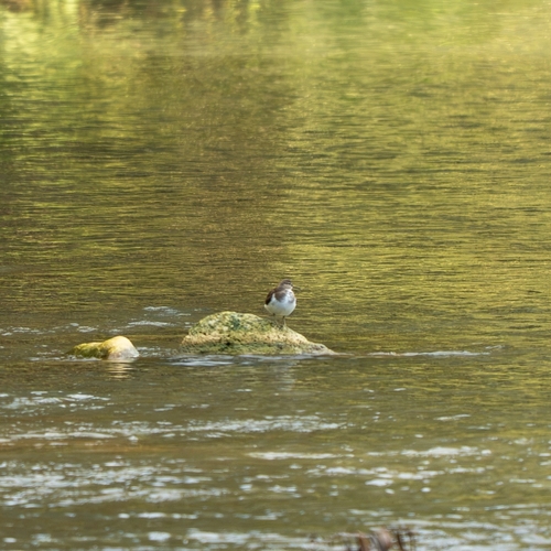Common Sandpiper