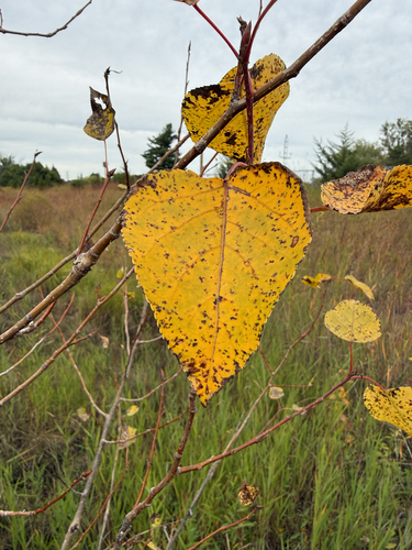 Eastern Cottonwood