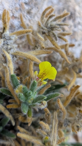 Southern Bugle