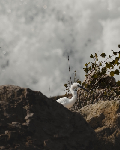 Little Egret