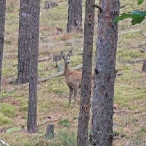 Western Roe Deer