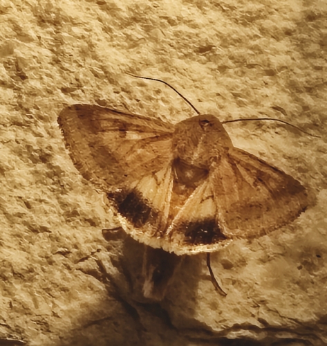 Cotton Bollworm Moth