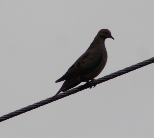 Mourning Dove