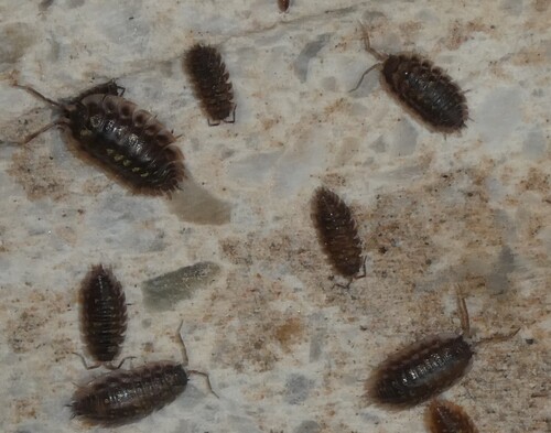 Common Shiny Woodlouse