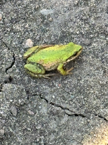 Boreal Chorus Frog
