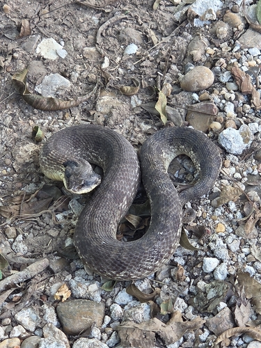 Eastern Hognose Snake