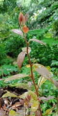 Ficus erecta