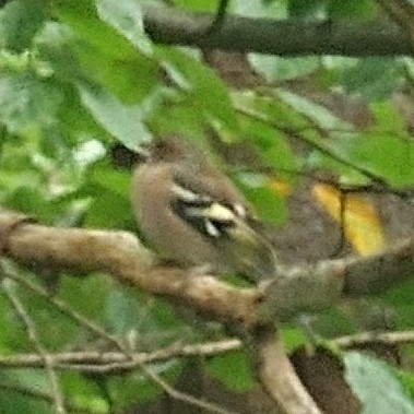 Common Chaffinch
