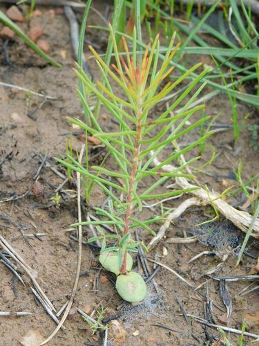 Hakea sericea, photograph 2