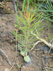 author not stated, no rights reserved Hakea sericea, photograph author not stated, no rights reserved