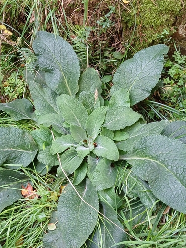 purple foxglove