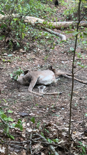 White-tailed Deer