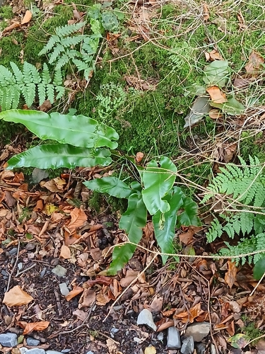 Hart's-tongue fern