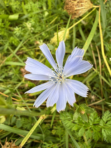 chicory