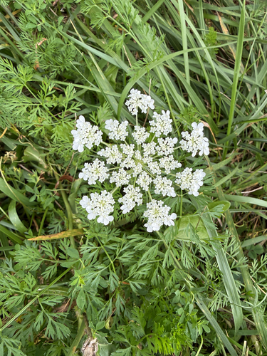 wild carrot