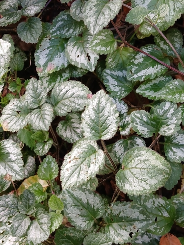 Variegated Yellow Archangel