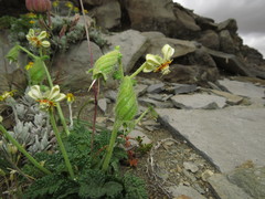 Blumenbachia prietea