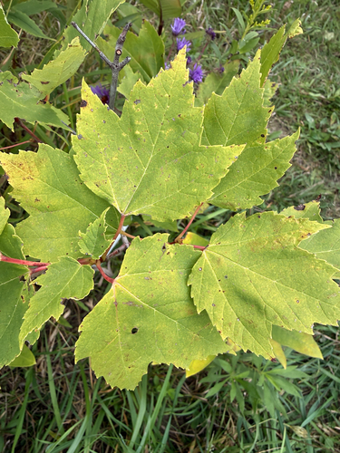 red maple