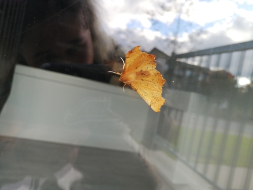 Maple Spanworm Moth