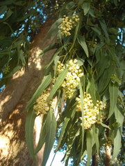 Eucalyptus youmanii